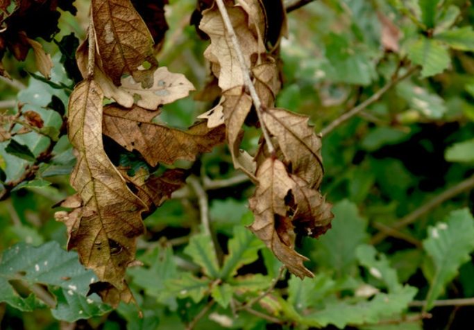 植物換盆注意事項 植物換盆注意事項