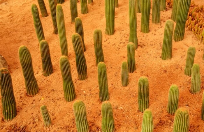仙人掌發芽方法