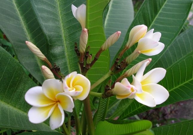 雞蛋花移植方法