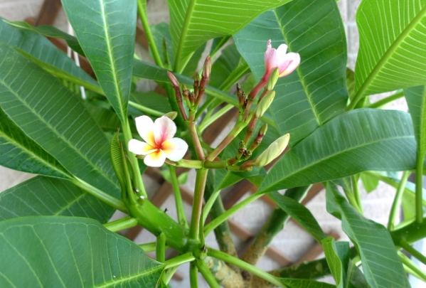 雞蛋花水分需求 雞蛋花水分需求