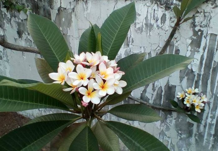 雞蛋花養護 雞蛋花養護