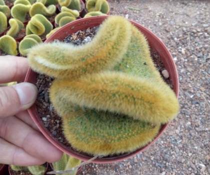 仙人掌繁殖常見問題