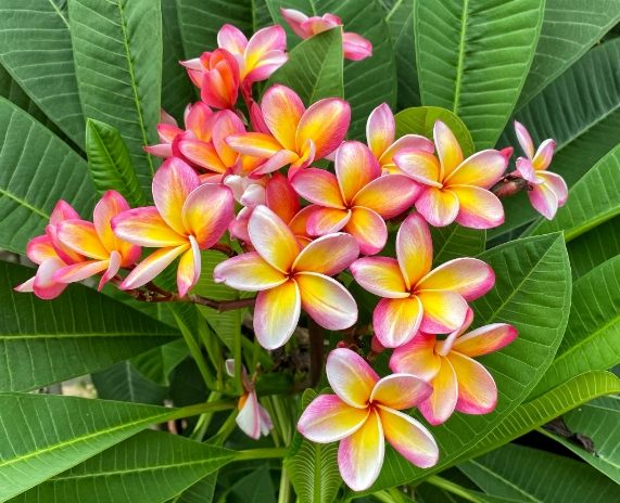 雞蛋花種子發芽