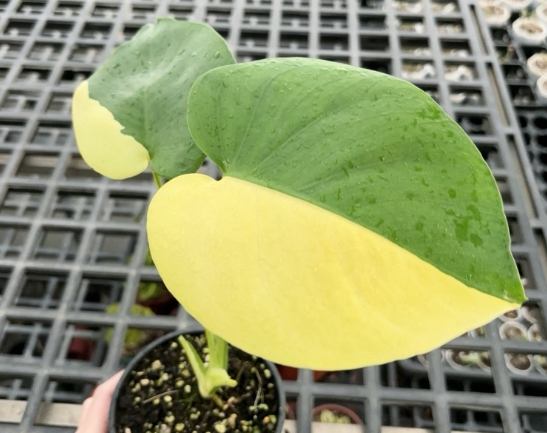 龜背芋葉子變黃 龜背芋葉子變黃