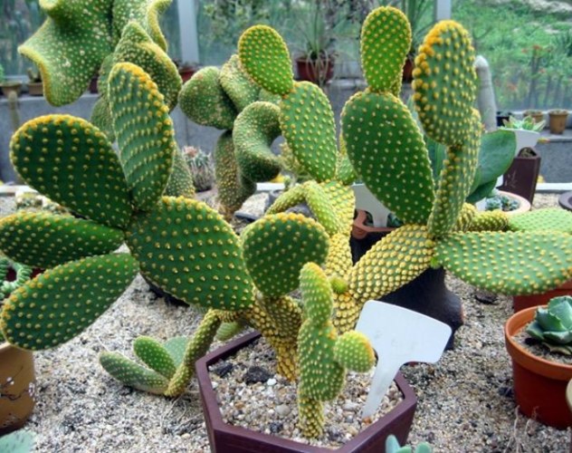 仙人掌不生根原因 仙人掌不生根原因