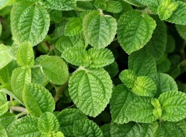 薄荷種植技巧