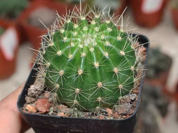 冷氣房植物設計