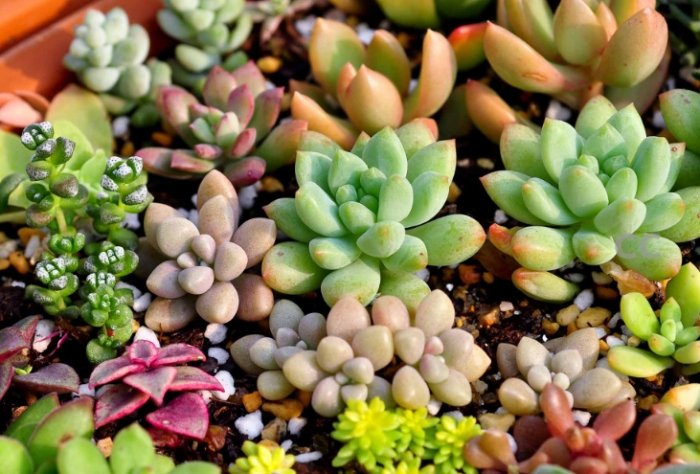 多肉植物葉片掉落