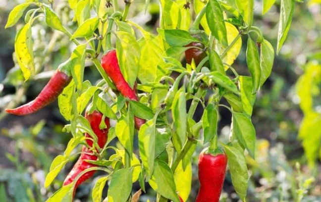 小辣椒種植方法