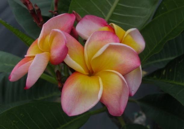 雞蛋花育苗方法