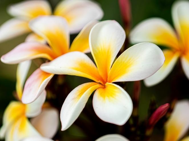 雞蛋花葉子枯黃原因 雞蛋花葉子枯黃原因