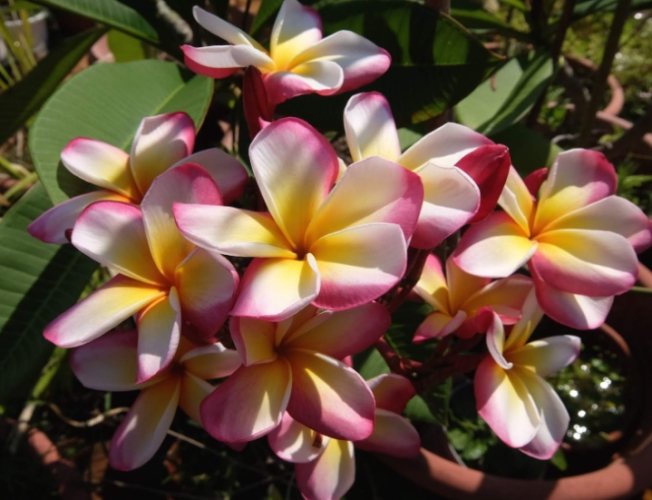 加速植物生長 加速植物生長