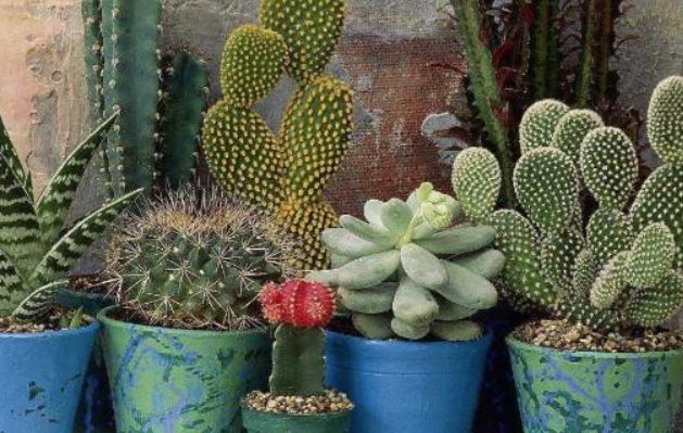 多肉植物介質 多肉植物介質