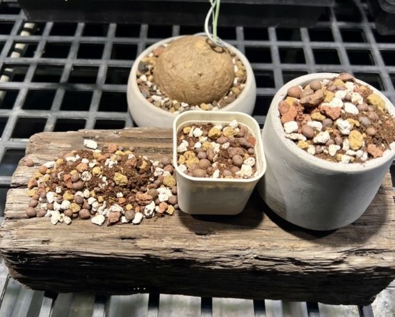 多肉專用土比較 多肉專用土比較