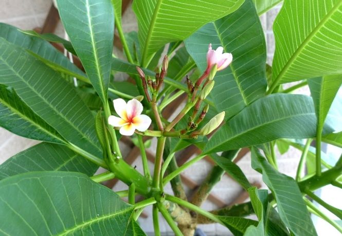 雞蛋花養護技巧