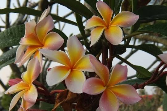 雞蛋花養護方法 雞蛋花養護方法