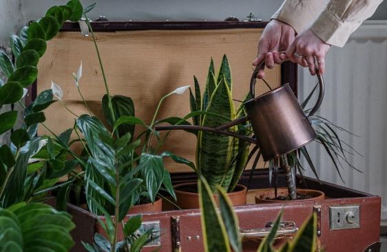 多肉植物換盆指南