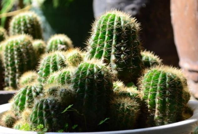 仙人掌生根問題