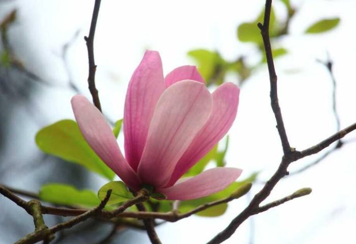 玉蘭花開花後護理 玉蘭花開花後護理