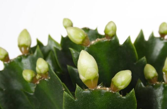 仙人掌栽培條件