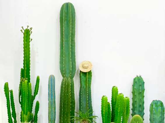 仙人掌 客廳 仙人掌 客廳