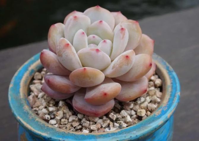 多肉植物葉片掉落