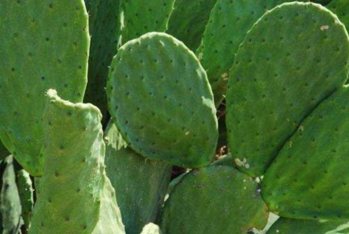 仙人掌種子發芽