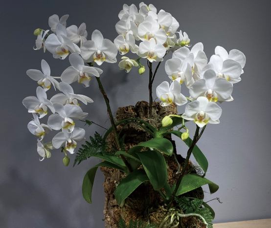 蘭花肥料推薦 蘭花肥料推薦