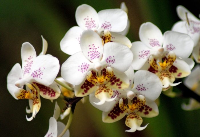 蝴蝶蘭開花季節