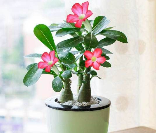 室内植物种植 室内植物种植