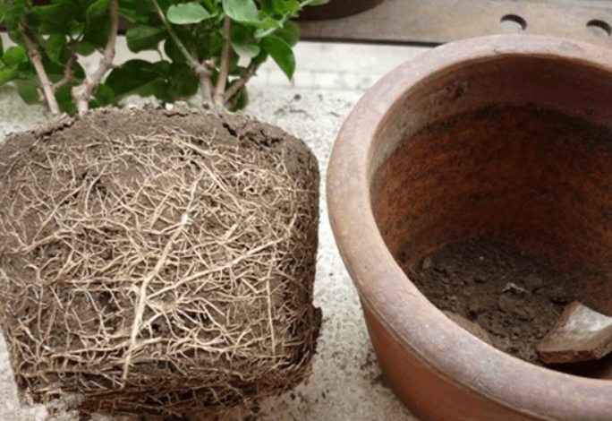 新盆栽換盆方法 新盆栽換盆方法