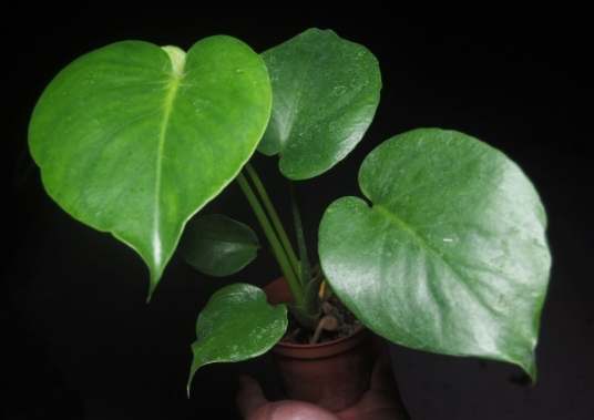 龜背芋照顧方法 龜背芋照顧方法