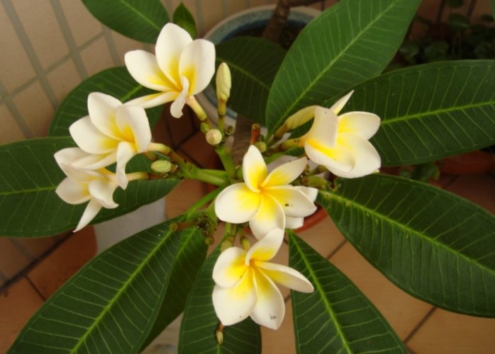 雞蛋花果實用途 雞蛋花果實用途