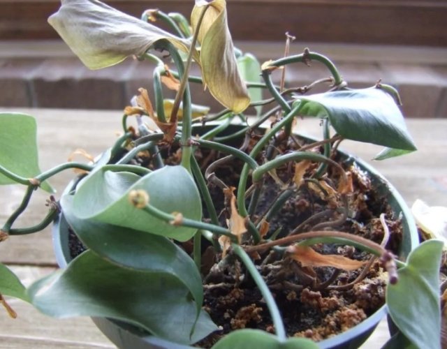 植物換盆注意事項 植物換盆注意事項