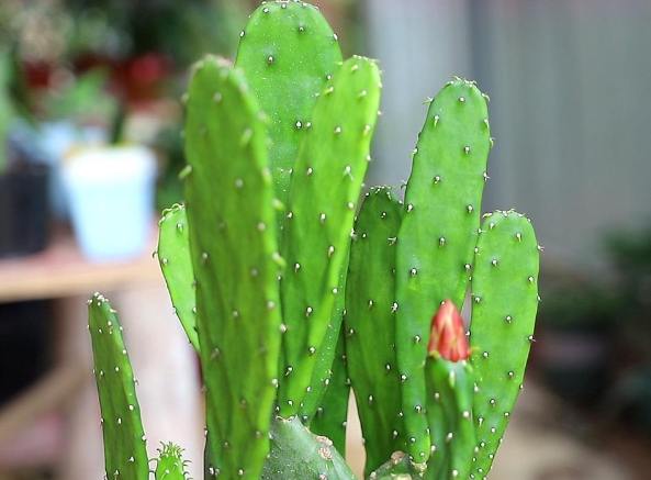 仙人掌養護技巧 仙人掌養護技巧