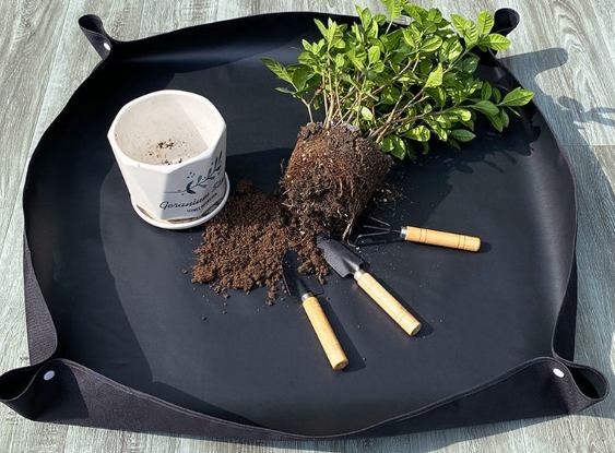 多肉植物換盆指南