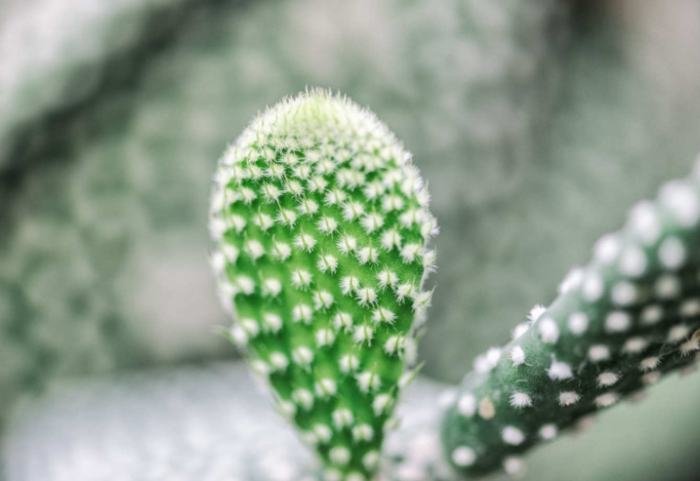 無刺仙人掌優點