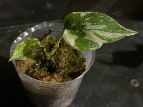 龜背芋照顧 龜背芋照顧