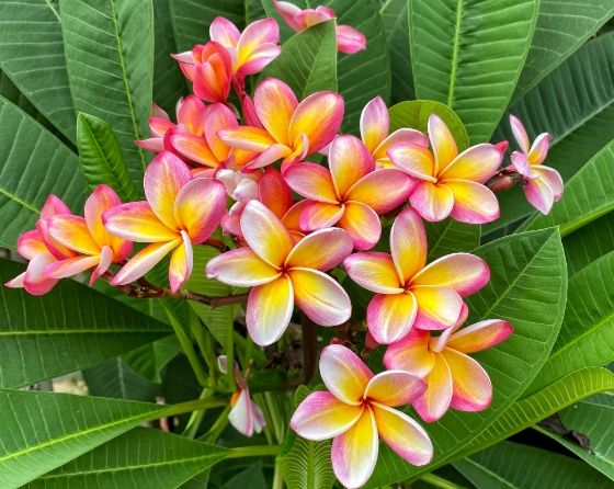 雞蛋花果實功效 雞蛋花果實功效