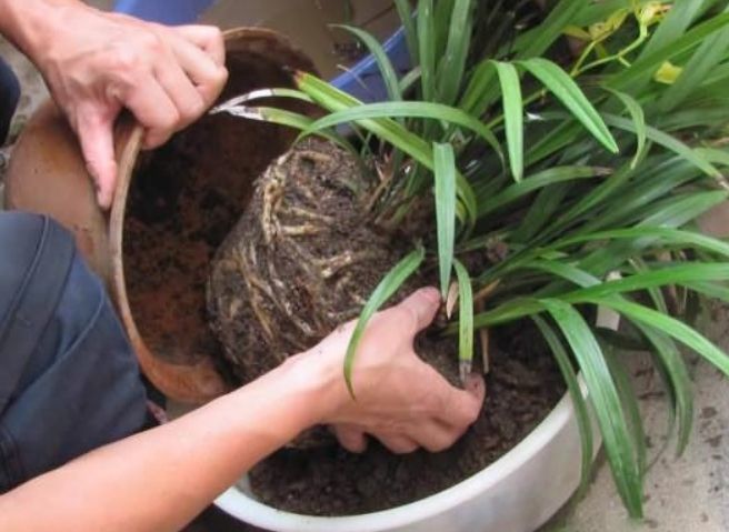 仙人掌換盆時間