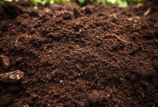 泥炭土種菜 泥炭土種菜