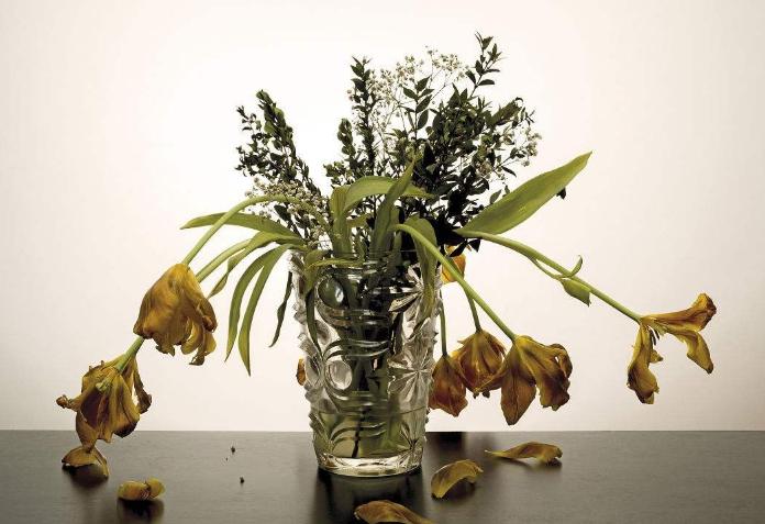 換盆後植物枯萎 換盆後植物枯萎