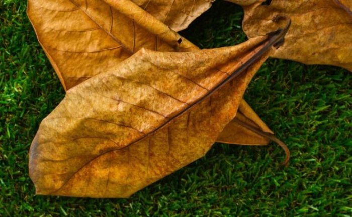 無葉植物生存 無葉植物生存