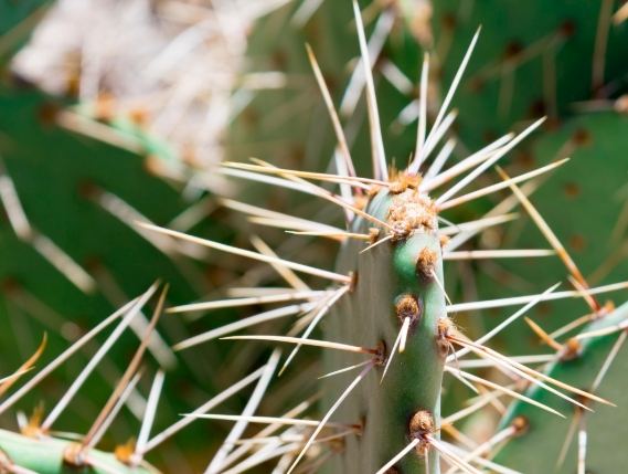 仙人掌發芽方法