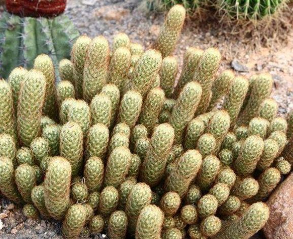 金手指仙人掌繁殖方法