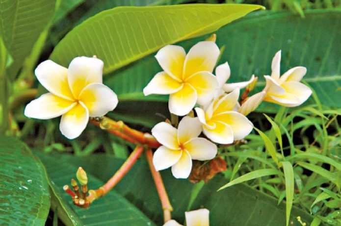 雞蛋花澆水方法 雞蛋花澆水方法