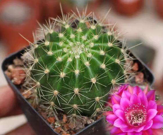仙人掌養護技巧
