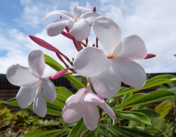 雞蛋花養護方法 雞蛋花養護方法