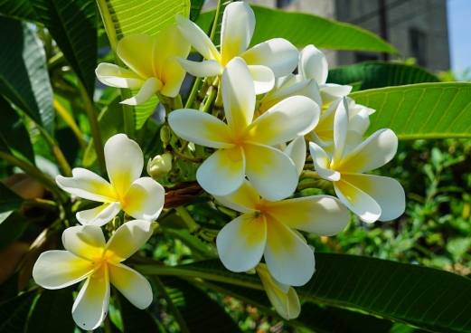 雞蛋花養護 雞蛋花養護