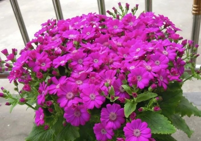 台湾家庭花卉推荐 台湾家庭花卉推荐